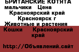 БРИТАНСКИЕ КОТЯТА мальчики › Цена ­ 3 000 - Красноярский край, Красноярск г. Животные и растения » Кошки   . Красноярский край